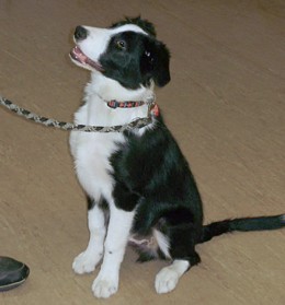 Harry begins his training